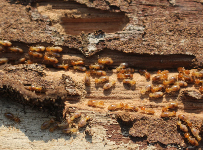 Termite swarm Irving tx