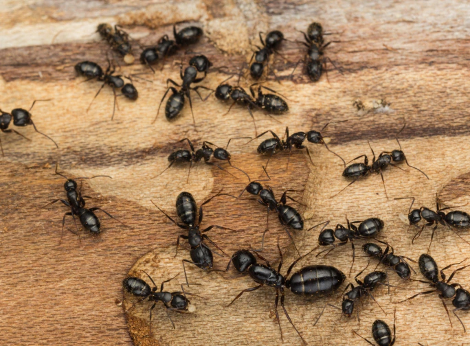 black ants swarm Irving tx