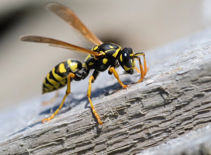 close up of a wasp Irving tx