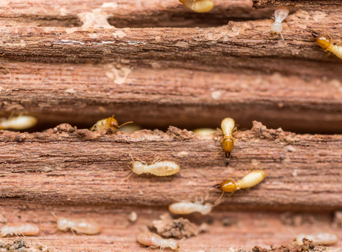 termite problem on furniture Irving tx
