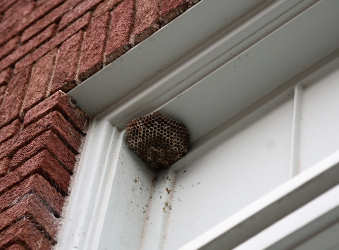 wasp nest Irving tx