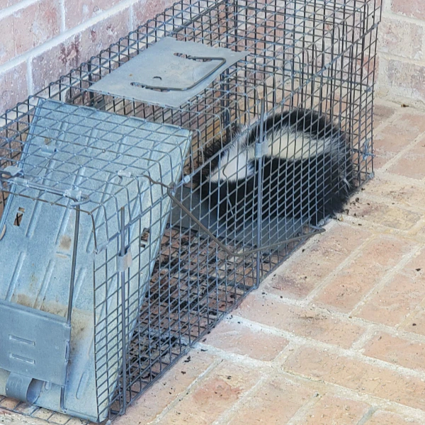 caged skunk irving tx