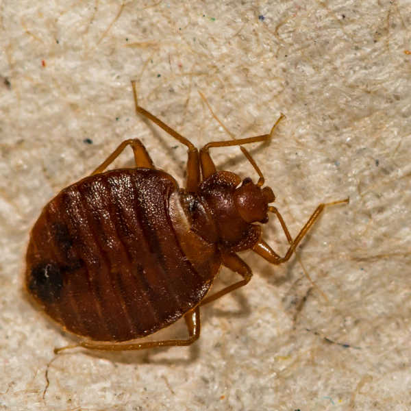 image of a bed bug Irving TX