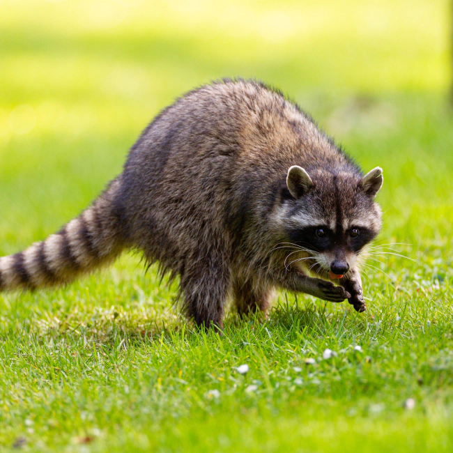 racoon walking on grass grapevine tx
